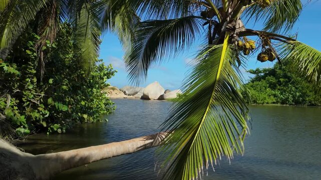Coconut palm tree bending low over calm tropical lagoon surrounded by jungle and granite boulders at Parque Tayrona near Santa Marta on Caribbean coast of Colombia