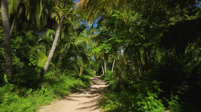 Aerial fast pullback revealing winding sandy trail through tropical jungle with tall coconut palms and lush greenery in Parque Nacional Tayrona near Santa Marta Colombia