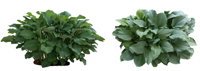 Top and side views of the outdoor green plant isolated on transparent background. PNG image of hosta plant. Garden and park plant.