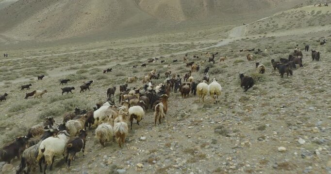Mustang Nepal, aerial tracking shot following a large herd of mountain goats as they move across a rugged, rocky plateau beneath arid desert mountain slopes
