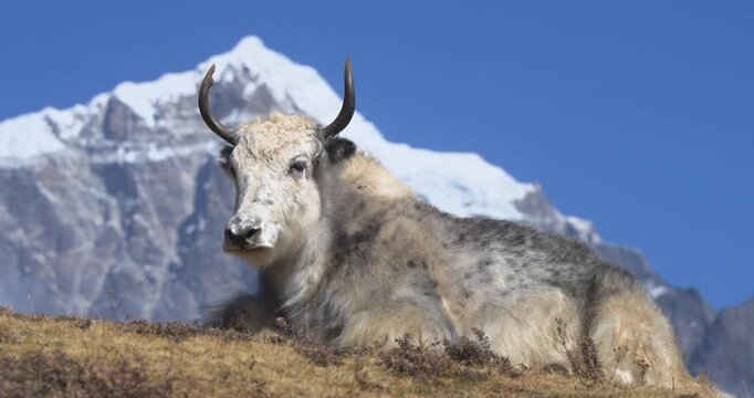 Syangboche, Everest Region, Nepal, static close-up shot of a domestic white and grey yak resting on a grassy hill with a clear view of the snow-capped Kongde Ri mountain peak behind