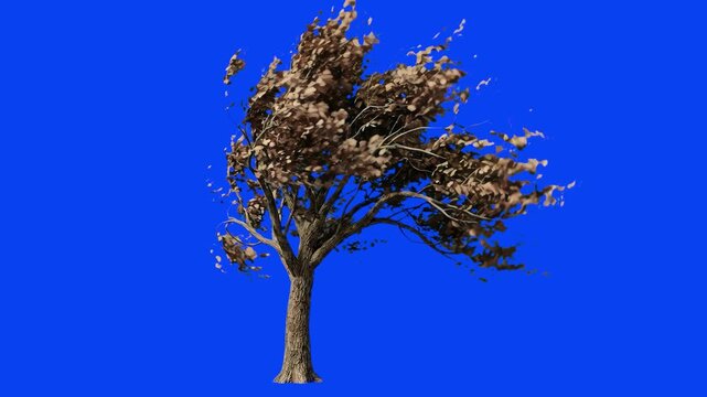 An autumn deciduous tree with dry brown leaves dynamically bending and swaying in heavy wind, isolated on a chroma key blue screen backdrop. This animated 3D nature element is perfectly optimized for 