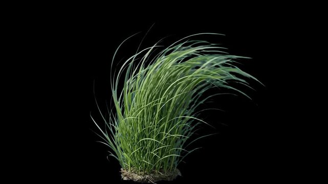 A clump of long, vibrant green grass sways dynamically as if blowing in a strong wind against a solid black backdrop. This 3D animated asset is ideal for VFX overlays, cinematic environments, and comp