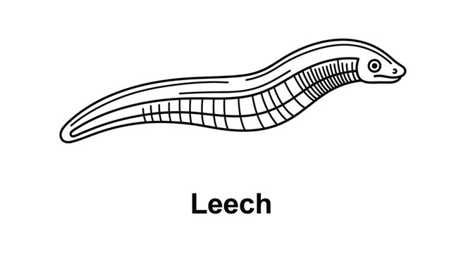 Leech Vector Illustration