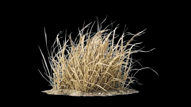 A clump of realistic 3D animated dry, withered yellow hay grass sways gently in the breeze. This autumnal botanical asset is isolated on a solid black background.