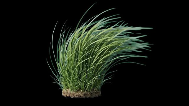 A clump of long, vibrant green grass sways dynamically as if blowing in a strong wind against a solid black backdrop. This 3D animated asset is ideal for VFX overlays, cinematic environments, and comp