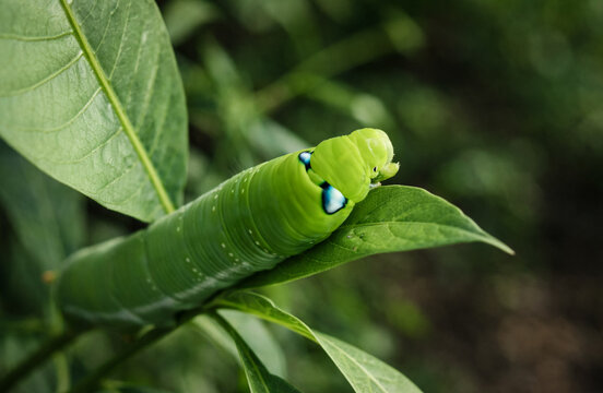 A large green caterpillar with prominent blue and white eyespots is resting on a green leaf.