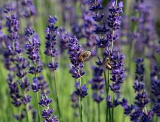 Obraz premium Honey Bee collecting nectar from purple Lavender (Lavandula angustifolia) flowers in the garden.