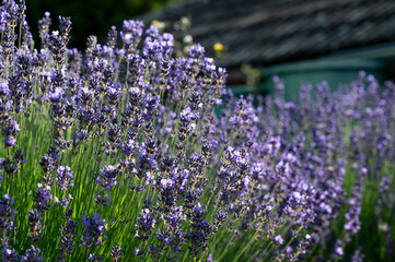 Fototapeta premium Blooming Lavender flowers in the garden. Lavandula Angustifolia in the bloom.