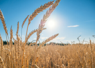 Fototapeta premium Golden wheat field under the bright sunlight on a clear summer day in the countryside, with blue sky in the background