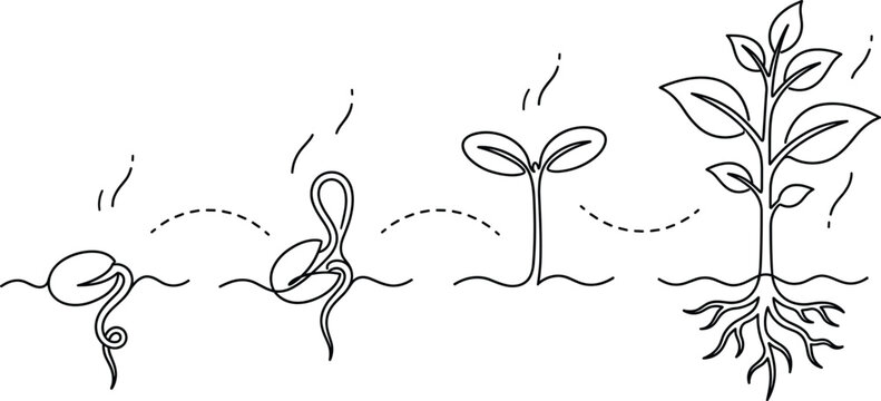 Plant growth life cycle vector icon set showing seed germination stages from sprout to mature leaf
