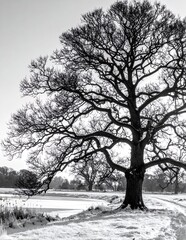 Fototapeta premium Majestic Oak Tree Silhouette in Winter Landscape Black and White.