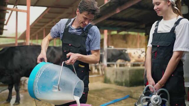 Caucasian dairy farmers pouring fresh milk into metal container after milking in cowshed. 