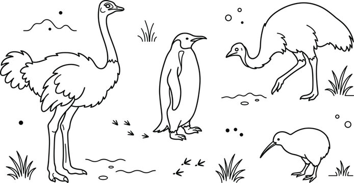 Flightless birds line art icon set featuring ostrich penguin emu kiwi outlines for coloring book