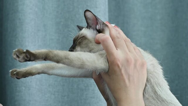Siamese cat while lifting by pet's owner. The Siamese is a cat breed native to Thailand.