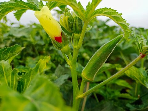 Lady finger vegetable crop growing in organic farm field