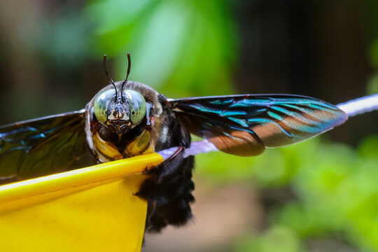 Metallic green carpenter bee closeup iridescent wing perched on yellow plastic macro insect photography vibrant color outdoor garden natural light detailed face spring nature