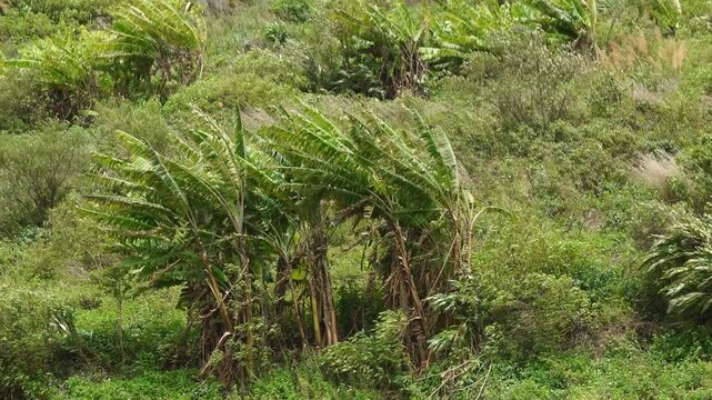 High angle view of wild banana trees swaying and bending heavily in a powerful windstorm on a hillside.