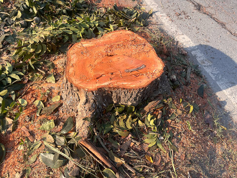 stump, A large tree stump sits in a field of green grass. The stump is surrounded by leaves and branches, and it is a part of a larger tree that has been cut down