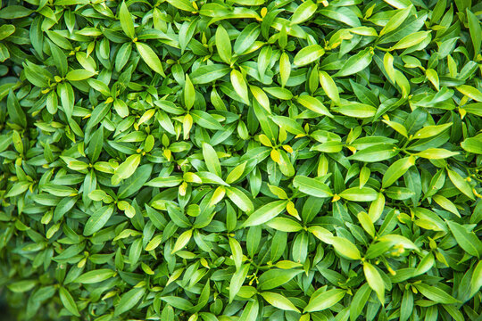 eco wall of green foliage, natural leaves as background