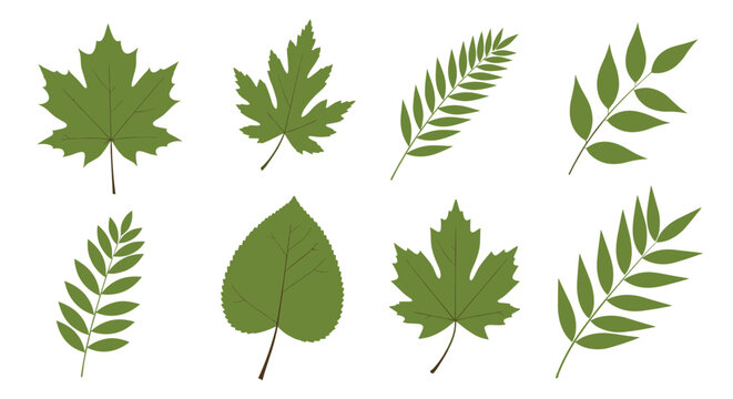 Collection of eight green leaves in various shapes and sizes representing different tree species for botanical study.