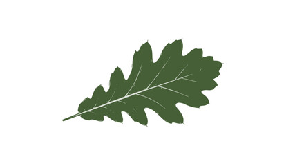 Fototapeta premium Single Green Oak Leaf Isolated.