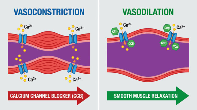 Calcium Channel Blocker Vascular Smooth Muscle Relaxation Diagram