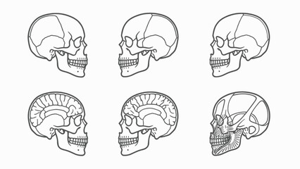 Human Skull Anatomy Studies © Wagiman Studio