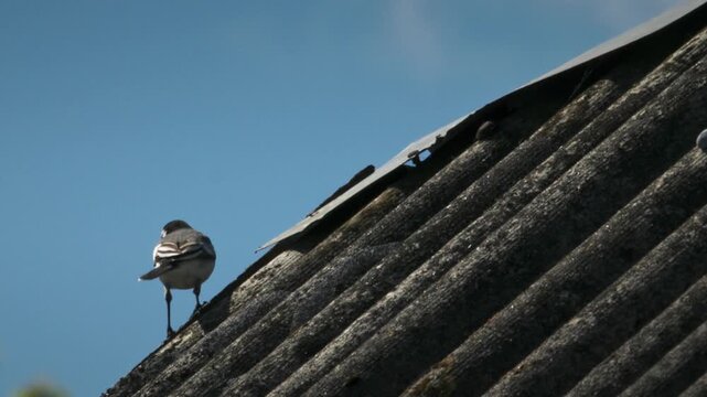 white wagtail Motacilla alba captured on rooftop under a clear blue European spring sky, showing motion and natural light