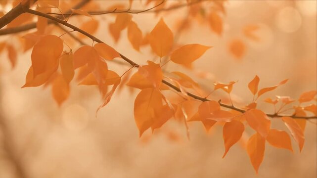 Autumn leaf branch nature background soft light warm tone golden season foliage fall orange color tranquil scene dreamy atmosphere delicate detail outdoor