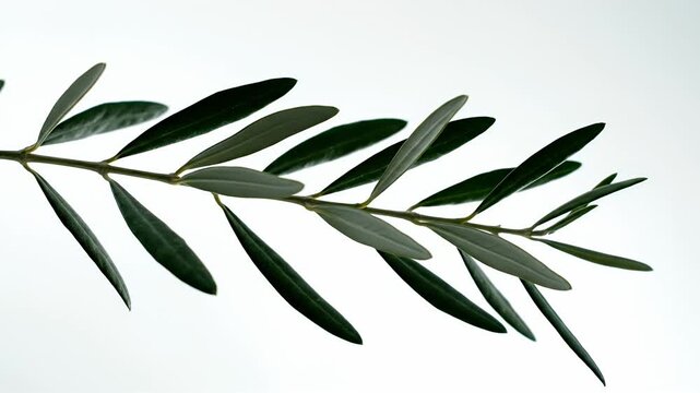 Green olive tree branch isolated on white background.