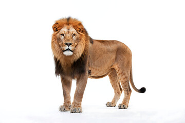 Impressive male lion standing isolated on white background with predator © Rokibul