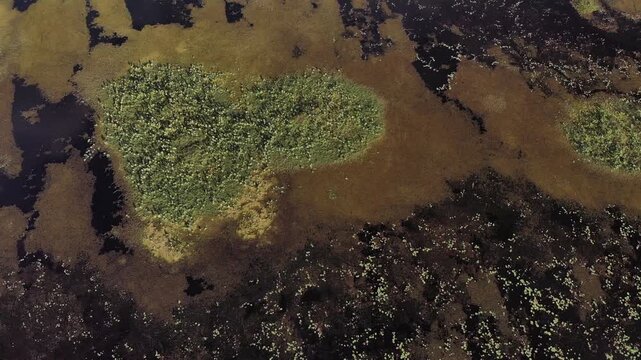 Top view of swamp and lake surface, dense green aquatic vegetation forming textured natural landscape. Ideal for nature, travel, environment, wetland, and cinematic landscape projects.