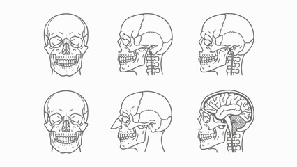 Human Skull Anatomy Illustrations: Front, Side, and Brain View © Wagiman Studio