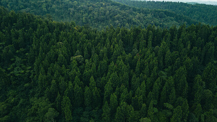 Serene pine forest canopy with layered greenery for sustainability, conservation, and environmental protection themes. © Mod Stock