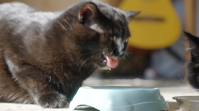 Close Up View of One Eyed Domestic Cat and a Black and White Cat Partner Eating from Bowls Indoors