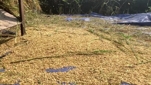 4K static video showing a pile of freshly harvested raw rice grains or unhusked gabah scattered on a blue tarp after being threshed by a rice machine under natural daylight.