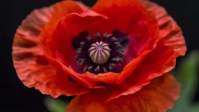 Vibrant Red Poppy Blooming