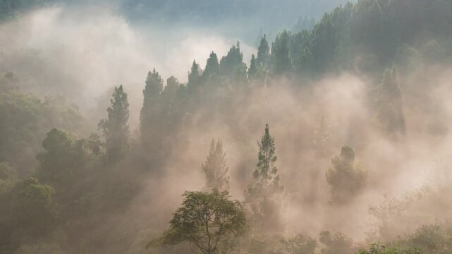 Aerial view of dense rainforest covered in soft mist, symbolizing nature, ecology, conservation, and wilderness.