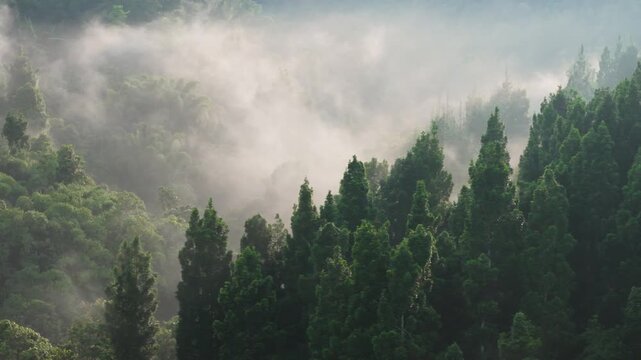 Foggy tropical forest at dawn, a lush green landscape for sustainability, conservation, and nature campaigns.