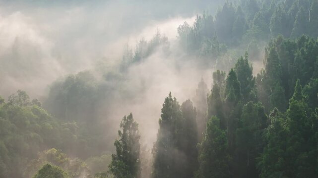 Sunlit jungle canopy with rolling fog, a serene tropical forest scene for eco travel and nature backgrounds.
