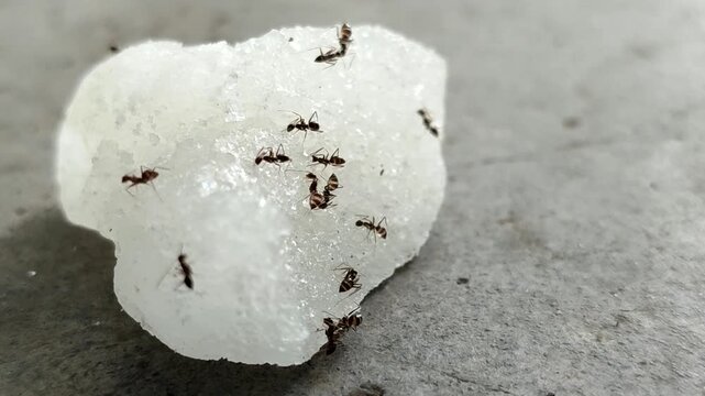 Black ants swarm and eat chunks of white rock sugar