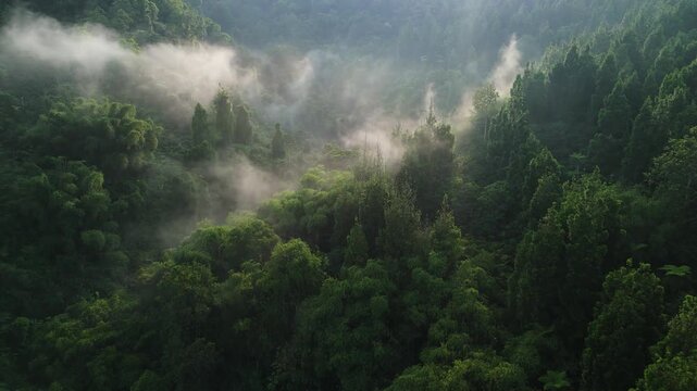 Wild rainforest scene with foggy treetops, perfect for climate action, nature reserve, and eco travel visuals.
