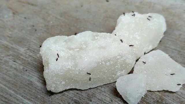 Black ants swarm and eat chunks of white rock sugar