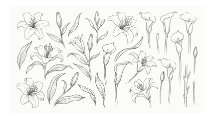Hand drawn lily and calla lily floral line art collection, elegant botanical sketch set of 25 vector elements for wedding invitations © xantii
