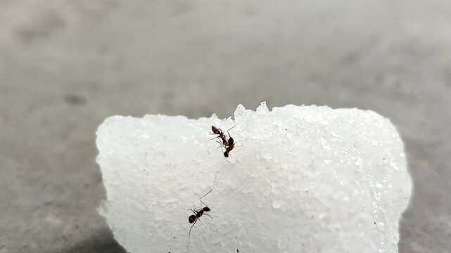 Black ants swarm and eat chunks of white rock sugar