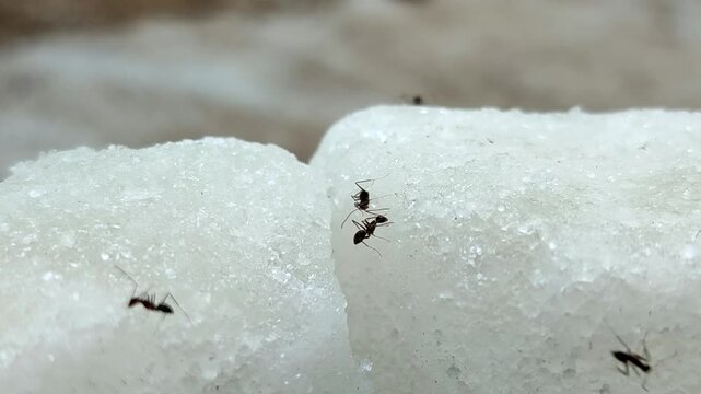 Black ants swarm and eat chunks of white rock sugar