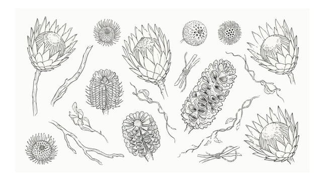 Vintage botanical protea and banksia flower sketches, hand drawn exotic floral vector set, black and white wildflower line art illustrations