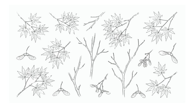 Japanese maple leaf line art collection, hand drawn botanical branches and maple seeds vector set, minimalist black and white autumn foliage illustrations