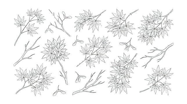 Japanese maple leaf line art collection, botanical maple branch vector set, hand drawn autumn foliage sketches for wedding invitations and branding
